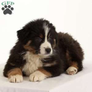 Edward, Australian Shepherd Puppy